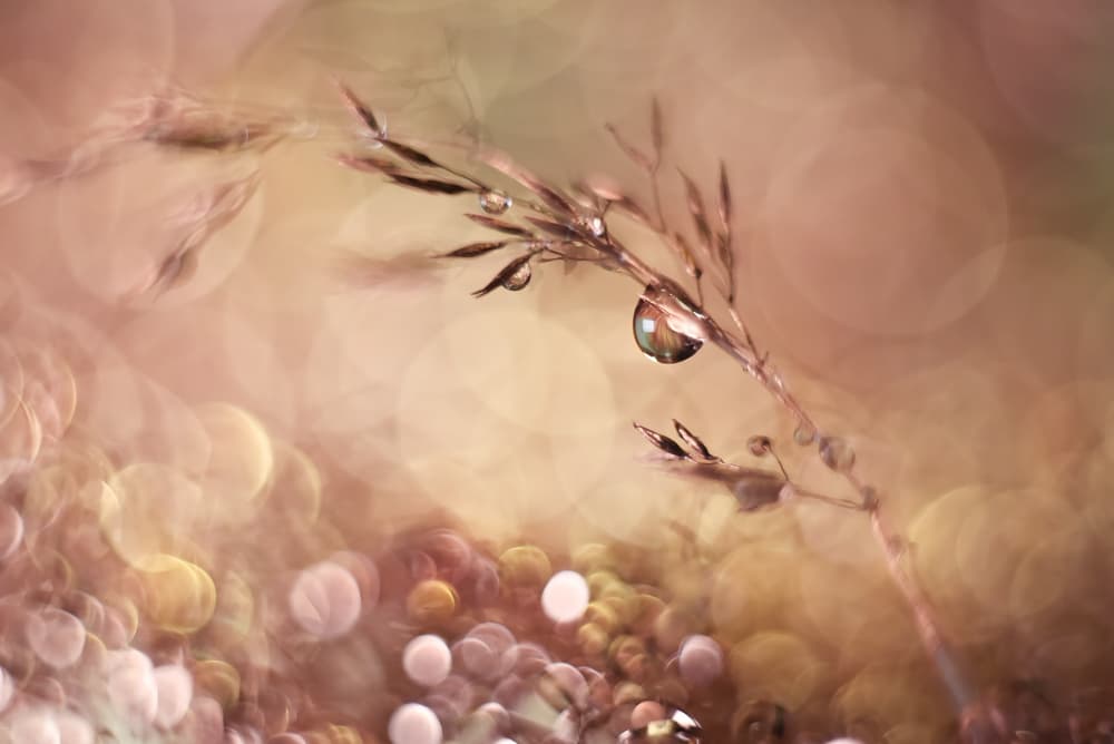 Ethereal Water Droplets by Heidi Westum — canvas wall art