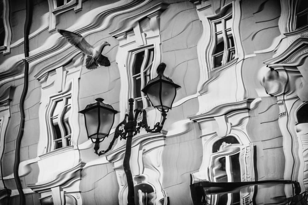 Wavy City Bird by Aleš Klabus — canvas wall art