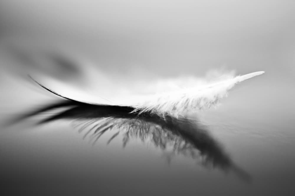 White Feather Reflection