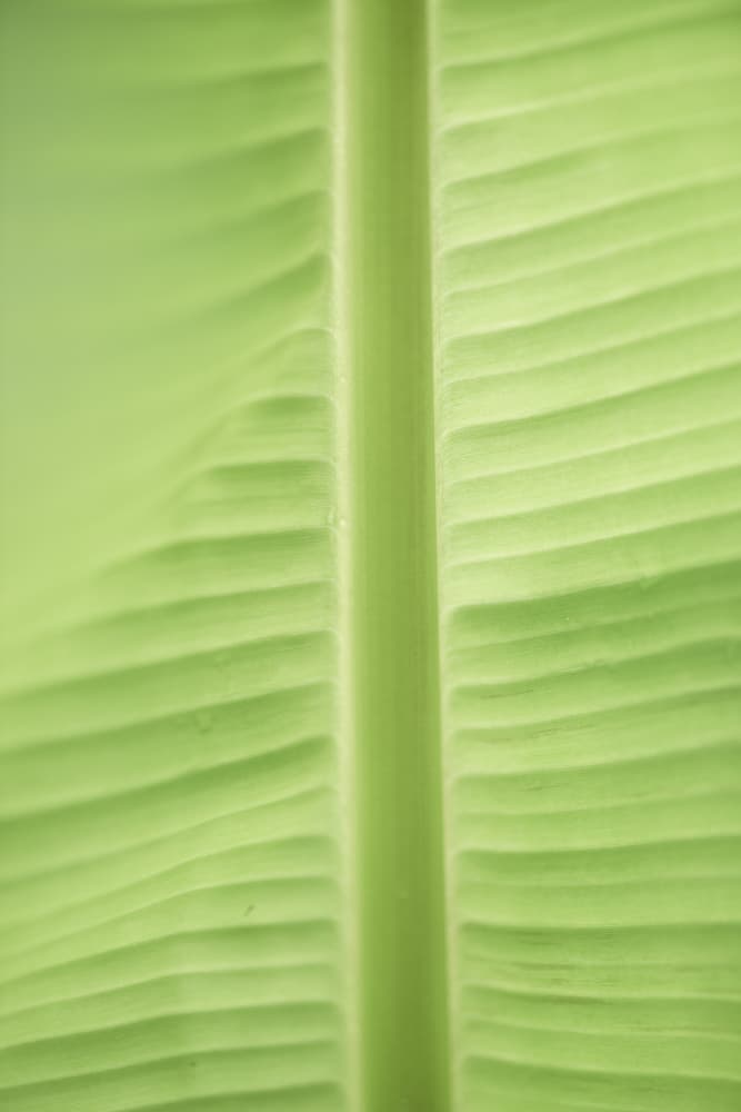 Tropical Leaf Texture by Lynann Colligan — canvas wall art