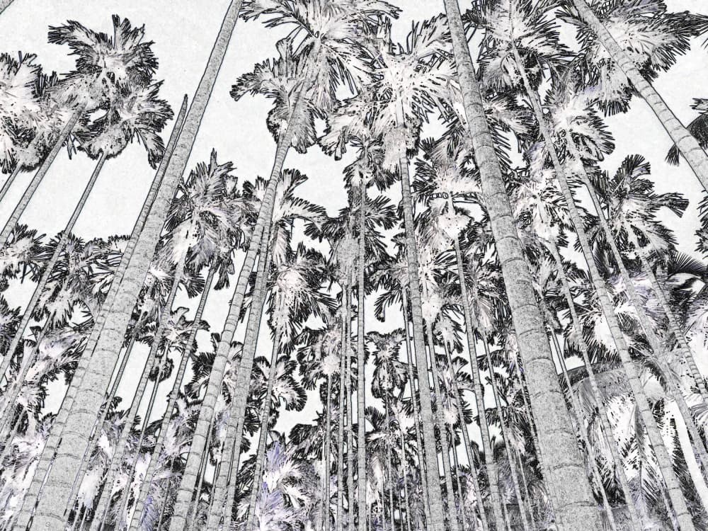 Tropical Palm Trees by Santhosh ch — canvas wall art