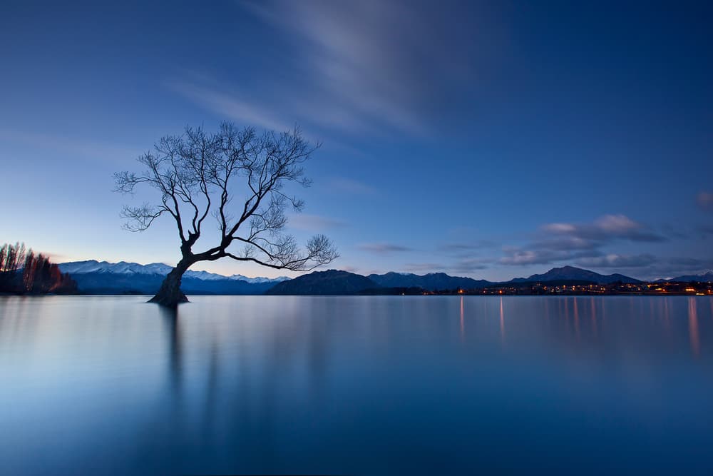 Lone Tree Blue Hour by Yan Zhang — canvas wall art