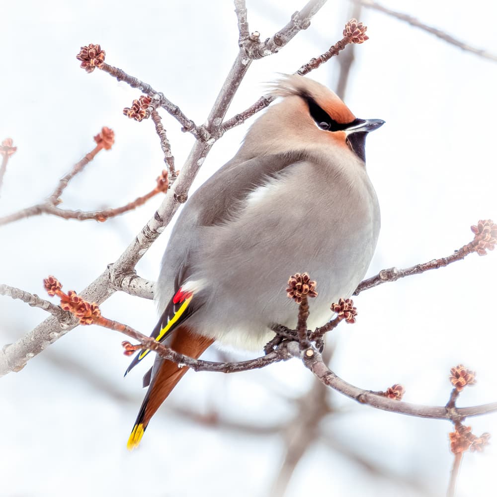Waxwing Winter Perch by Kimberly — canvas wall art