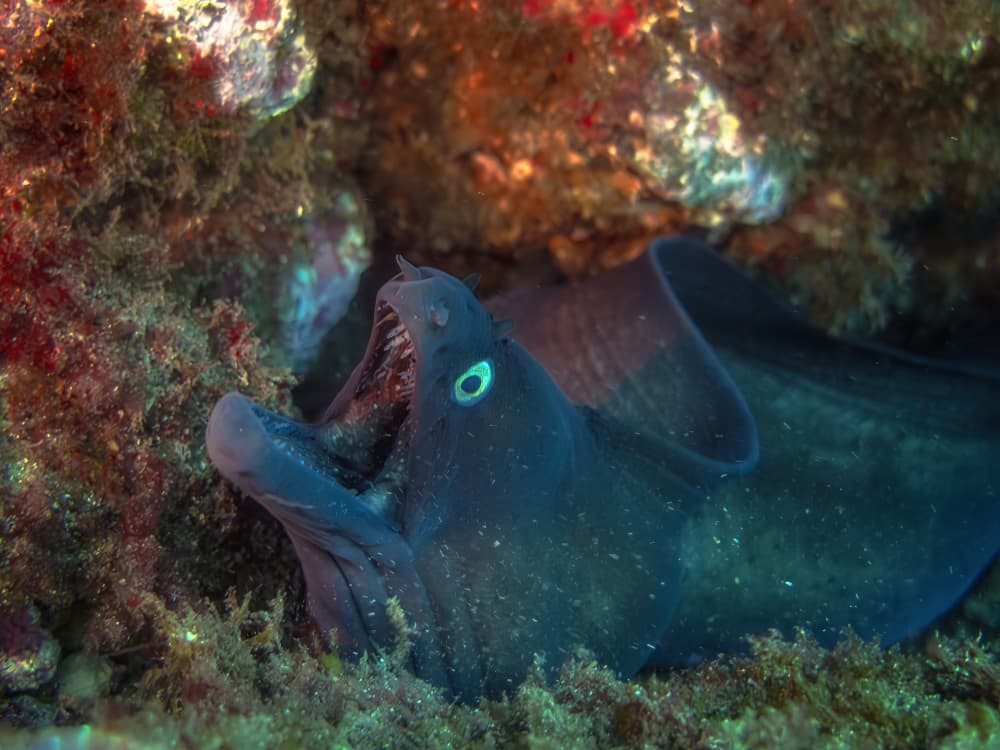 Moray Eel Gaze by Fernando Abreu — canvas wall art