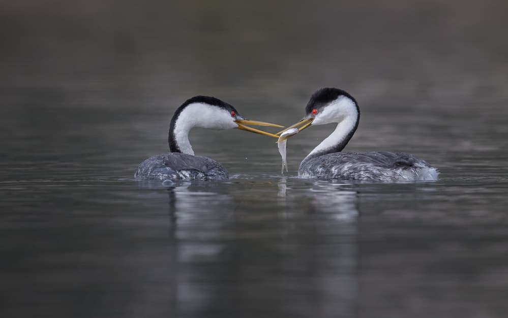 Grebes Sharing Fish by Greg Barsh — canvas wall art