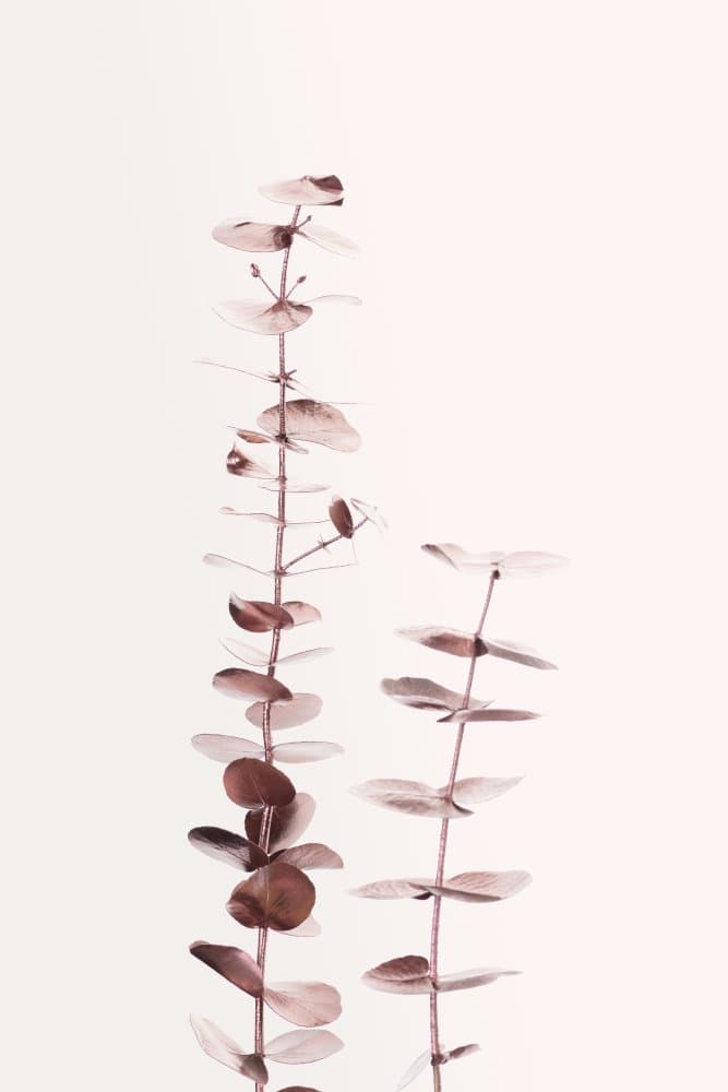 Delicate Pink Botanicals by Pictufy Studio III — canvas wall art