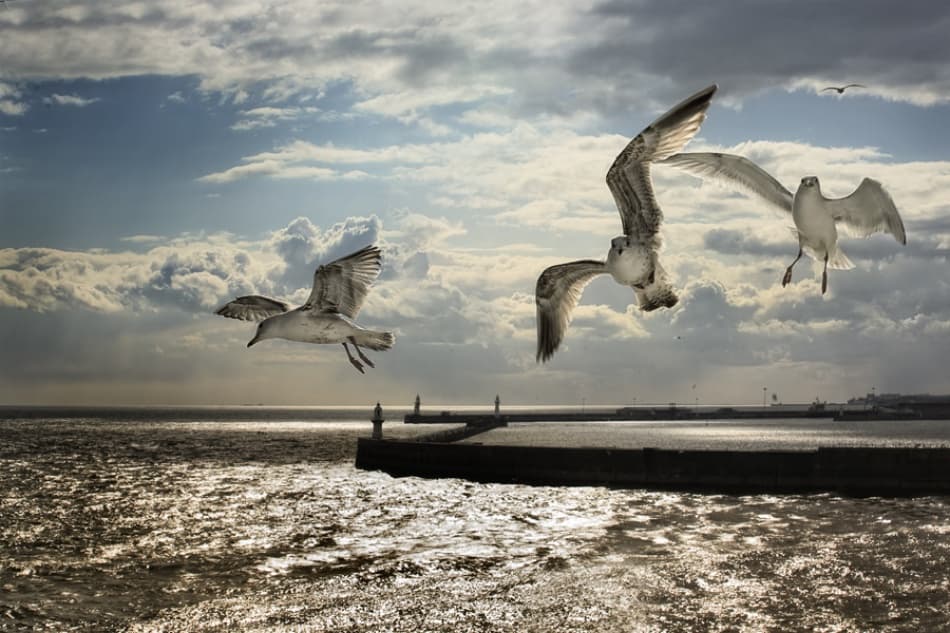 Sunlit Harbor Seagulls by Ricky Siegers — canvas wall art