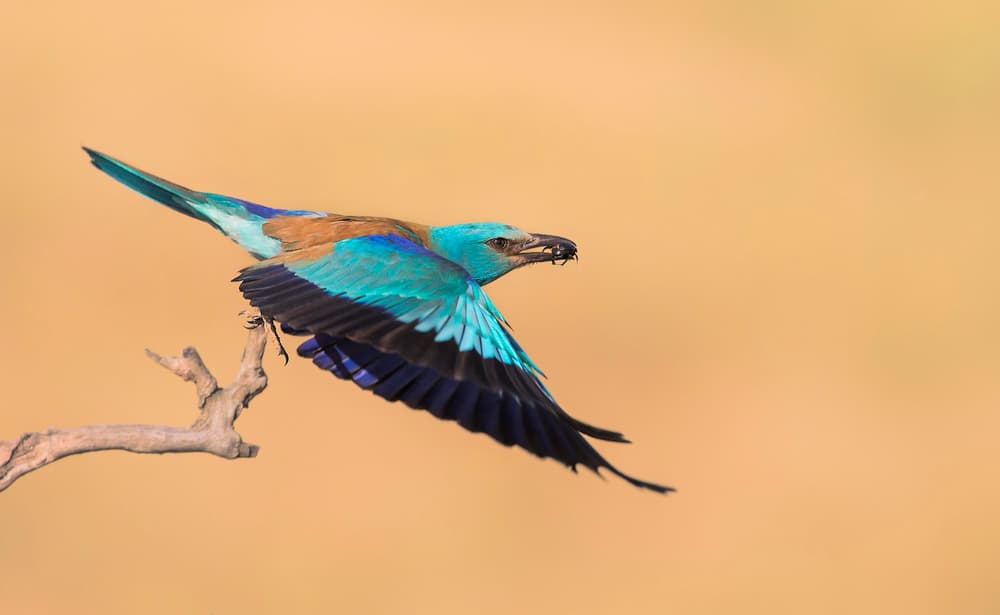Vibrant Roller Flight by Jun Zuo — canvas wall art