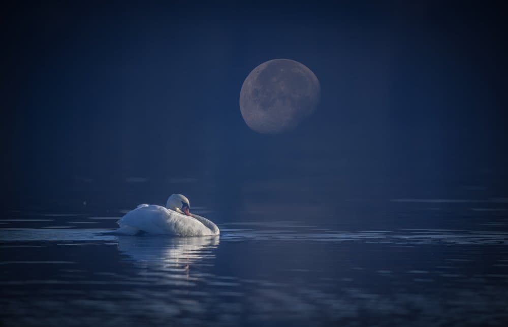 Serene Moonlit Swan by Kai Dan — canvas wall art