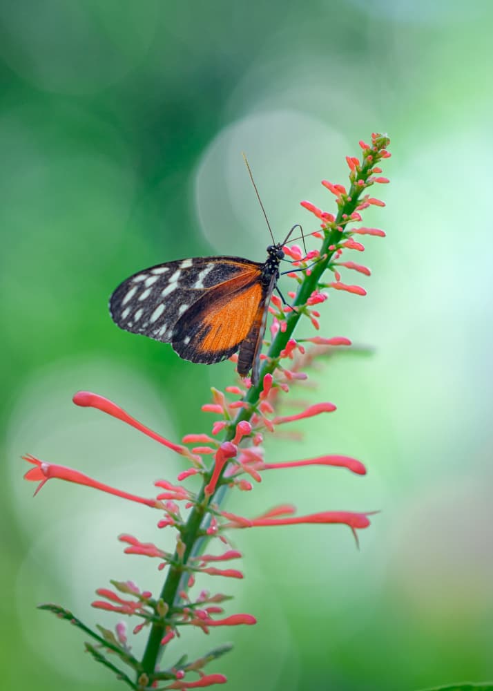 Orange Butterfly Bloom by Ling  Lu — canvas wall art