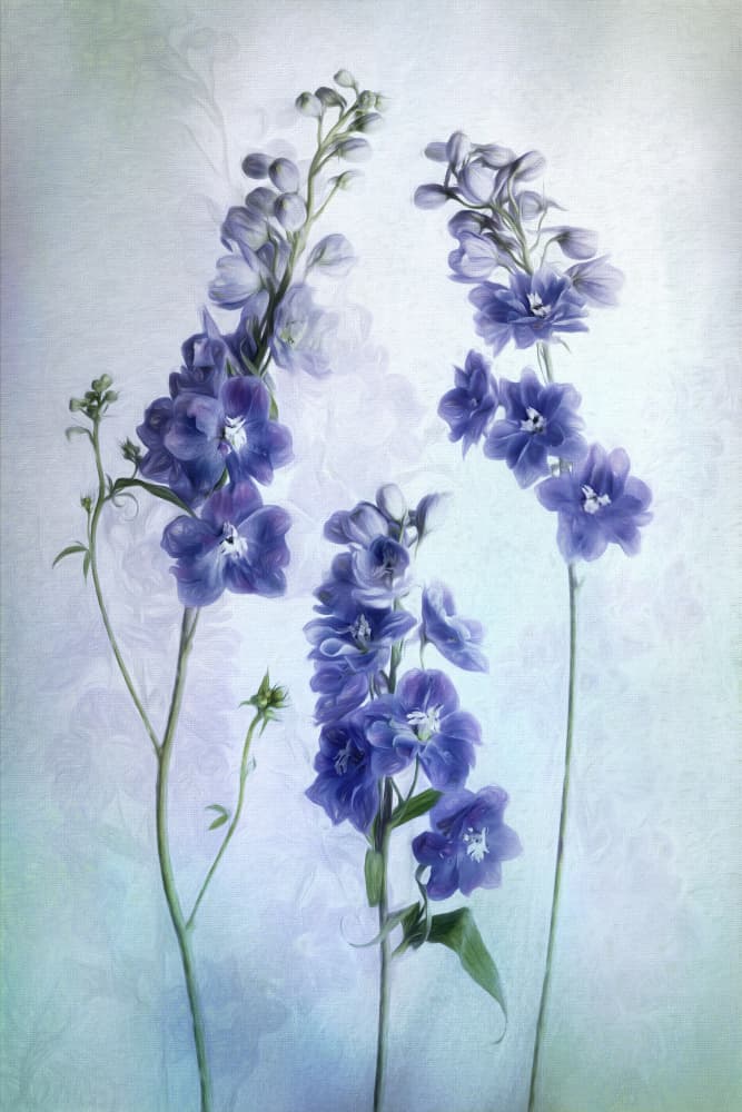 Soft Lavender Delphiniums by Cheryl Eagers — canvas wall art
