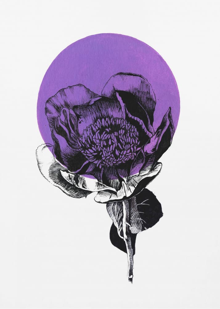 Purple Peony Bloom by Roxanne Moolman — canvas wall art