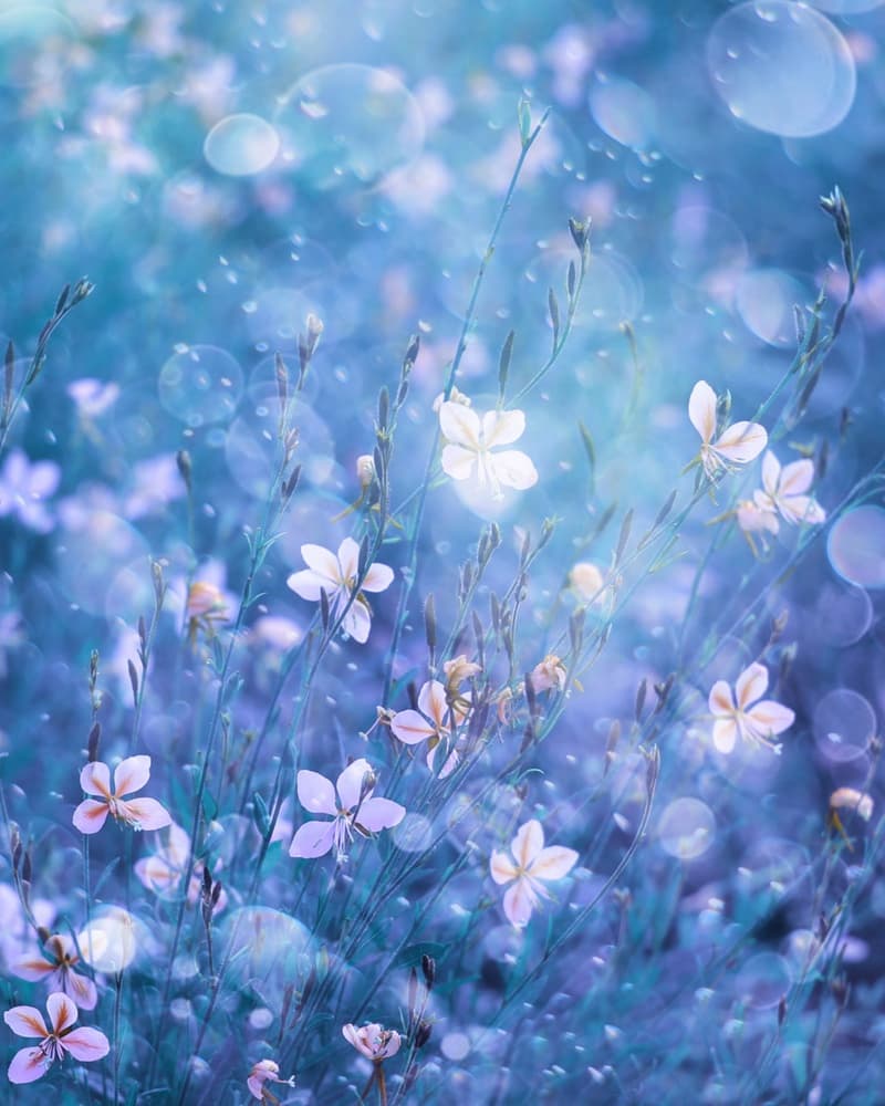 Ethereal Blue Blooms by Delphine Devos — canvas wall art