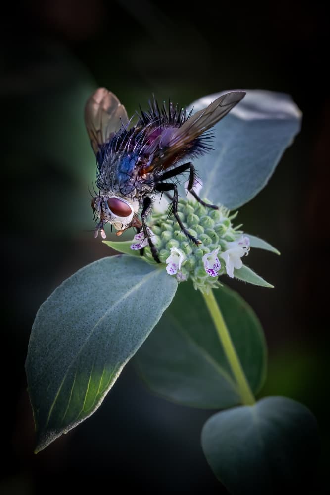 Iridescent Fly on Bloom by Xiaohong Zhang — canvas wall art