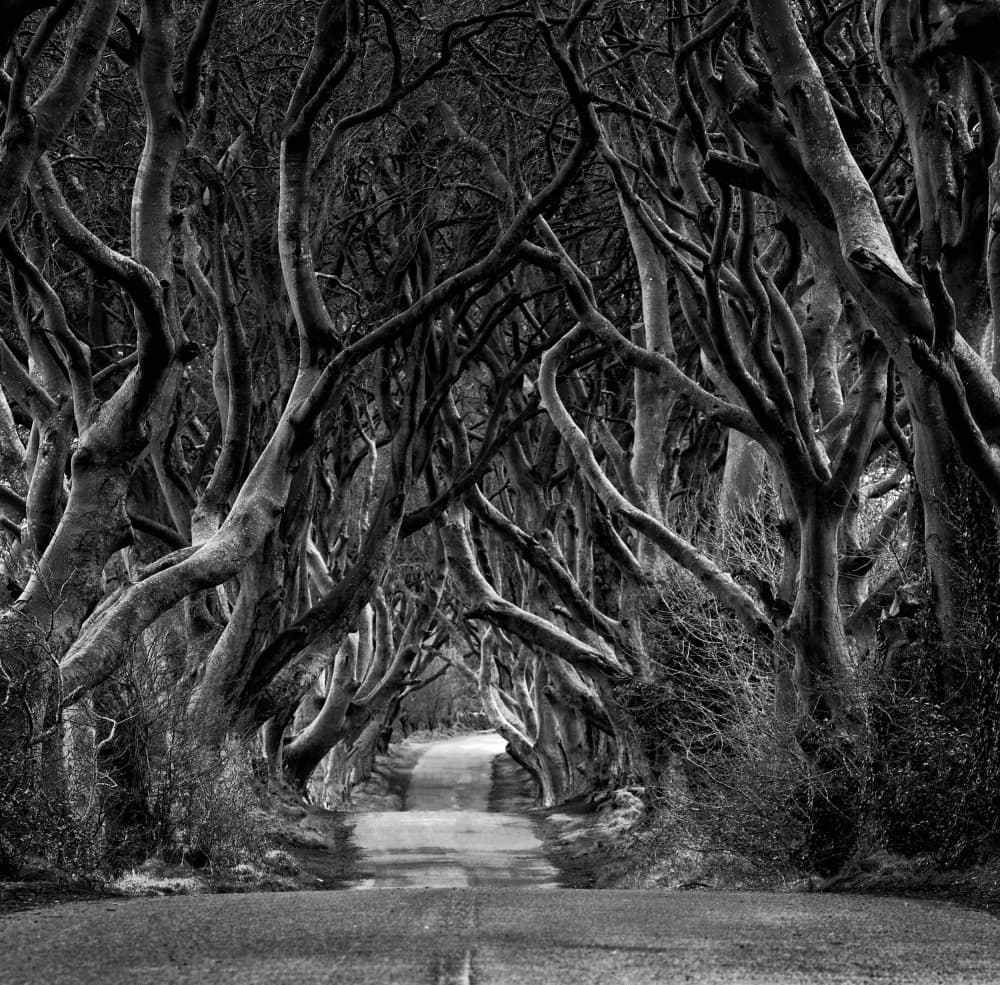 Enchanted Tree Tunnel by Eleonora Grigorjeva — canvas wall art
