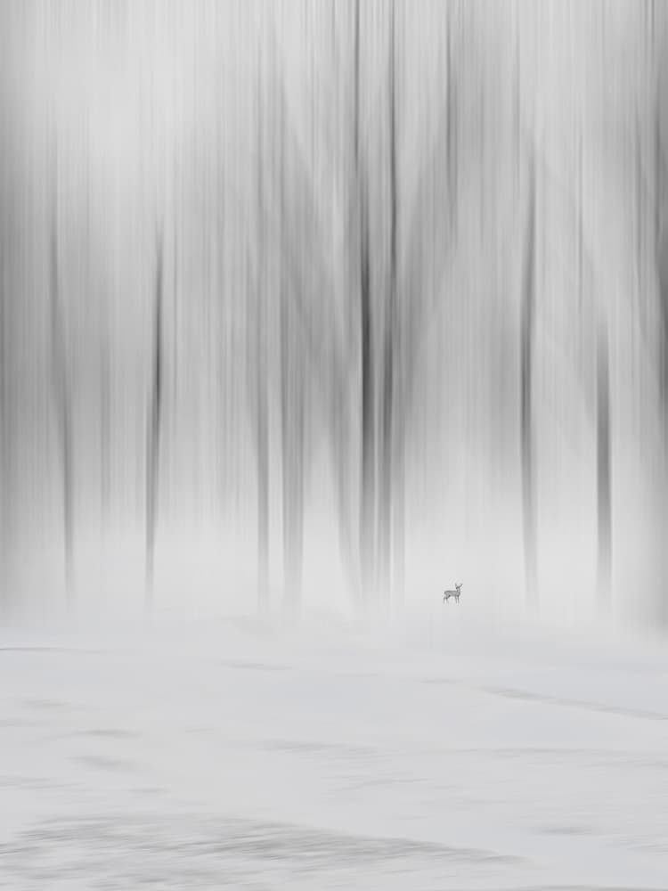 Solitary Forest Animal by Cai  ning — canvas wall art
