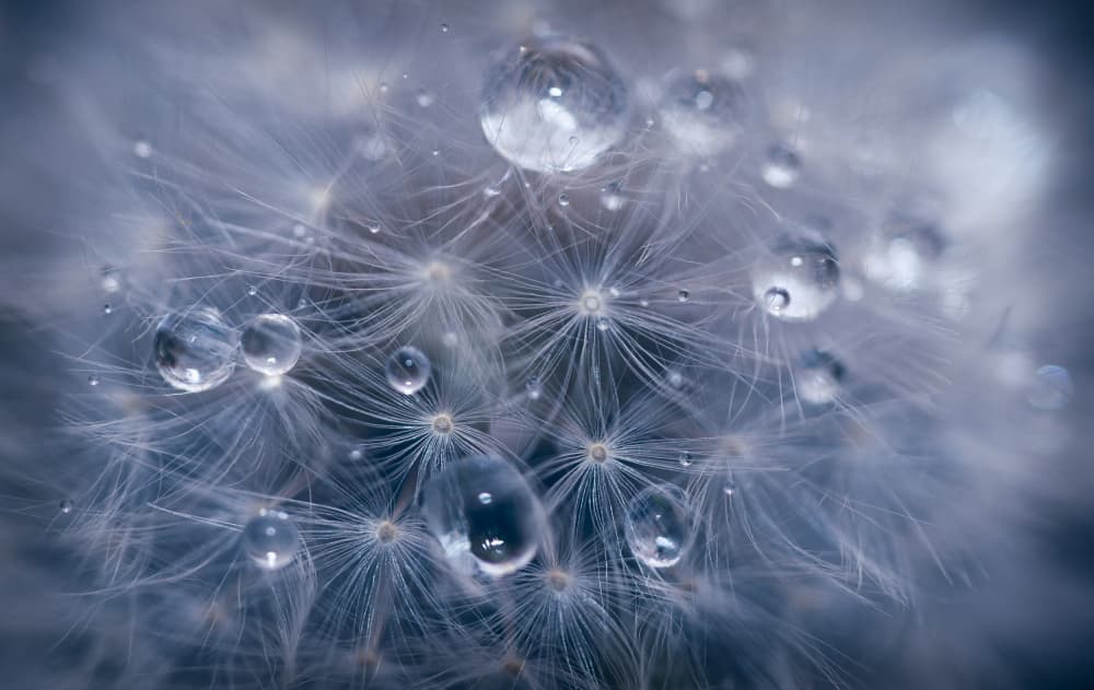 Dandelion Dew Drops by Lubomir Vladikov — canvas wall art