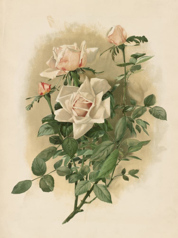 Duchesse De Vallombrosa Roses