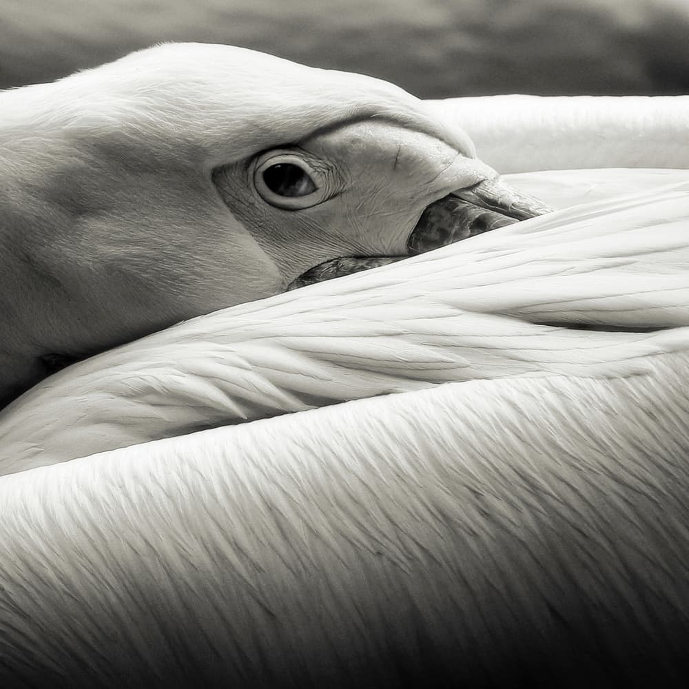 Calm Pelican Close-up by Riccardo Berg — canvas wall art