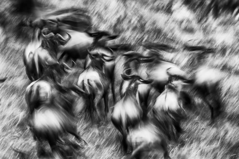 Dynamic Wildebeest Herd by Mohammed Alnaser — canvas wall art