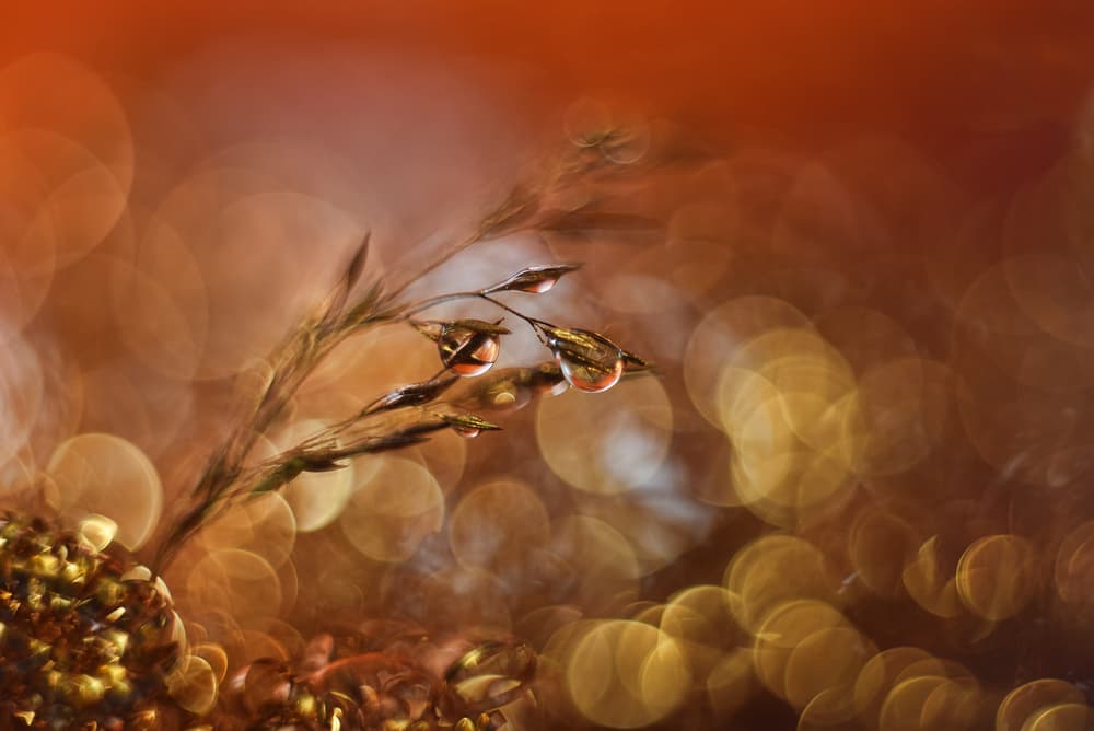 Golden Dew Drops by Heidi Westum — canvas wall art