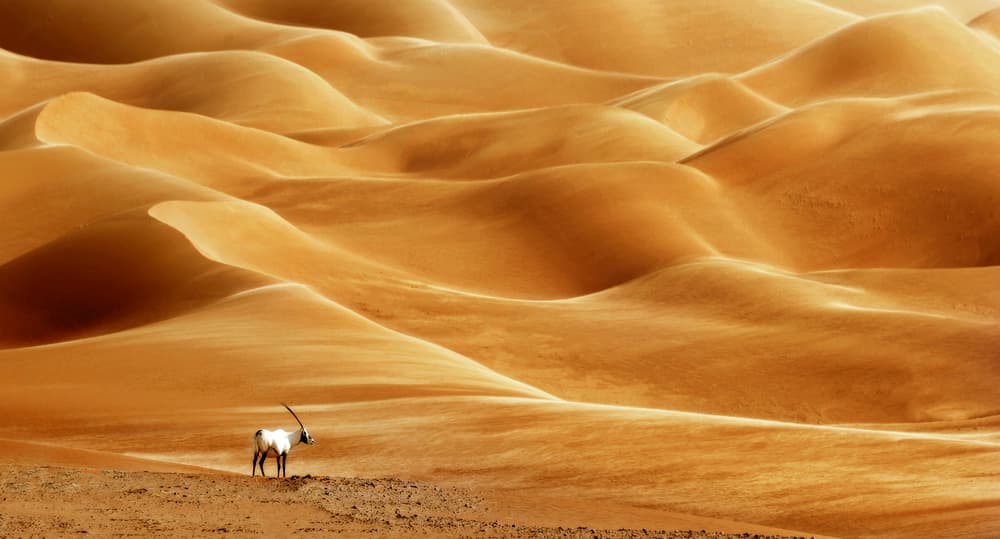 Oryx In Golden Dunes by Anas AlSubhi — canvas wall art