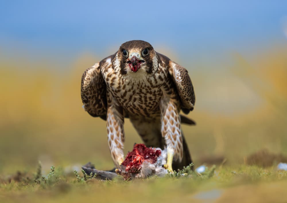Falcon Feeding Prey by Manish Nagpal — canvas wall art