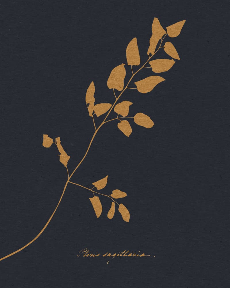 Golden Fern Silhouette by Wild Violets — canvas wall art