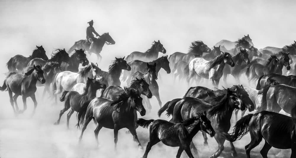Wild Horses Run by Ummu Nisan Kandilcioglu — canvas wall art