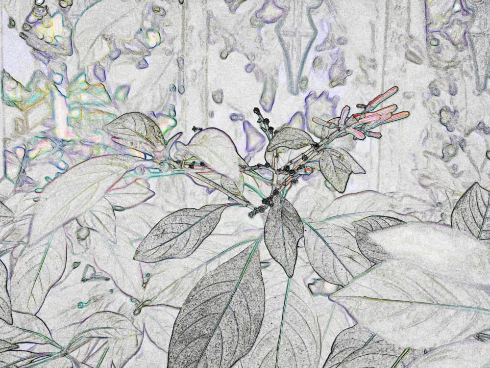 Botanical Line Art by Santhosh ch — canvas wall art