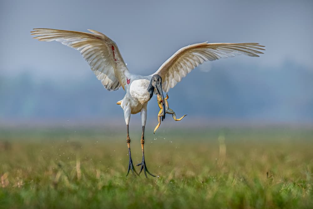 Ibis Frog Catch by Sunny Saha Pramanick — canvas wall art