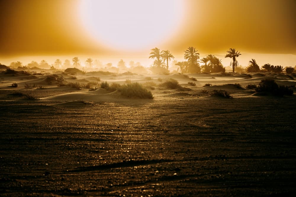 Golden Desert Oasis by Mostafa Bahnasy — canvas wall art