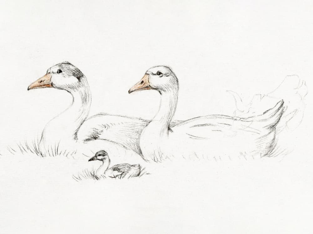 Two Geese With a Young (1775–1833)