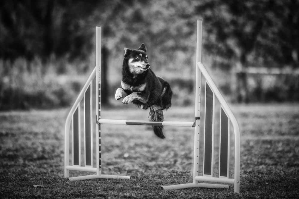 Leaping Agility Dog by Pali Gerec — canvas wall art