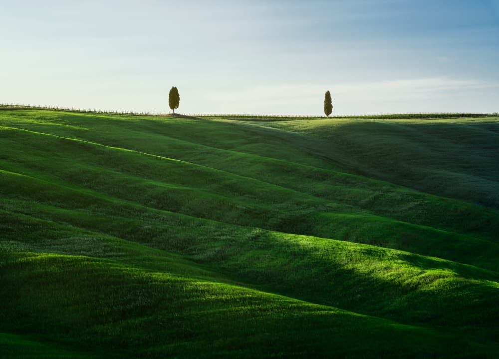 Tuscan Cypress Hills by Dominik Murko — canvas wall art