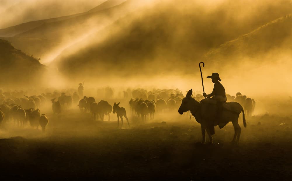 Golden Hour Shepherd by Ummu Nisan Kandilcioglu — canvas wall art