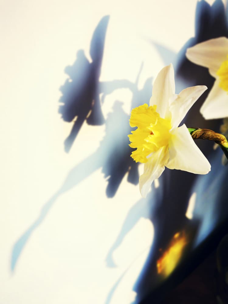 Daffodil Shadow Play by Angelo Cerantola — canvas wall art