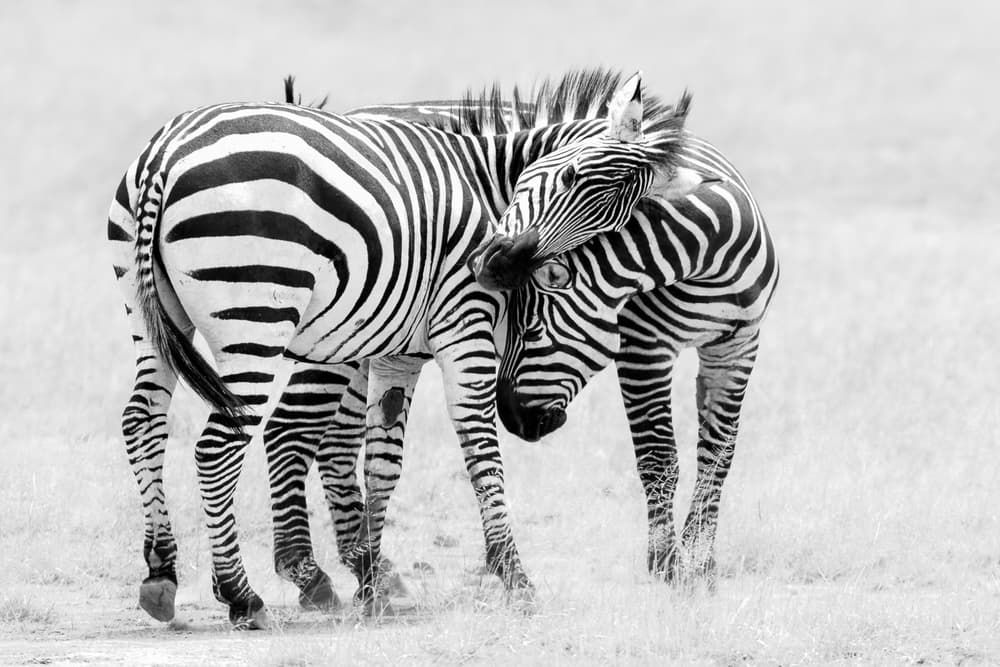 Wild Zebras Bonding by John Fan — canvas wall art