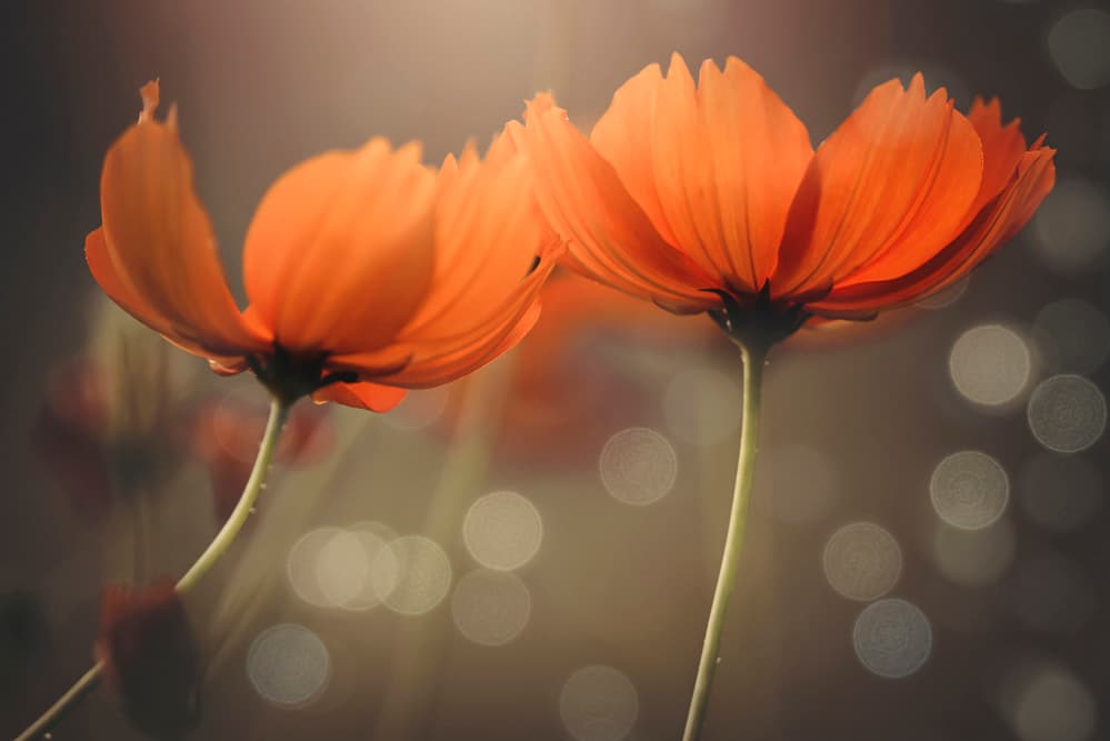 Glowing Cosmos Flowers by Vu Thien Vu — canvas wall art