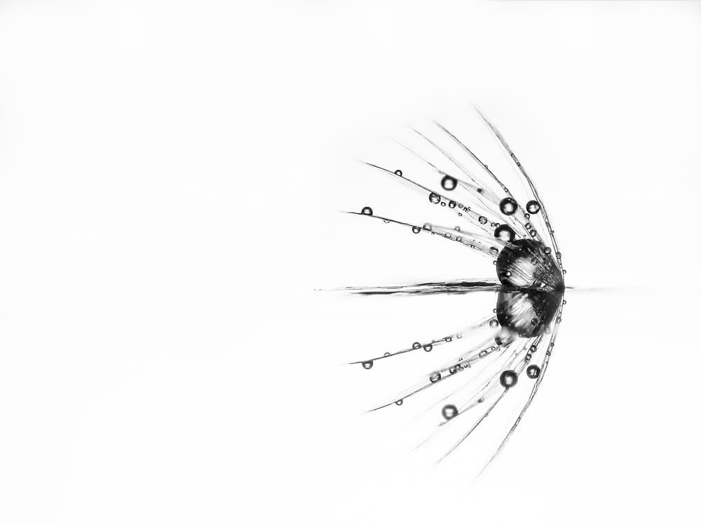 Dewy Dandelion Reflection by Daan de Vos — canvas wall art