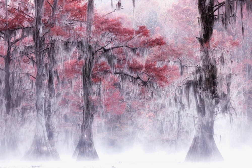 Misty Red Cypress Trees by Leechee Z — canvas wall art