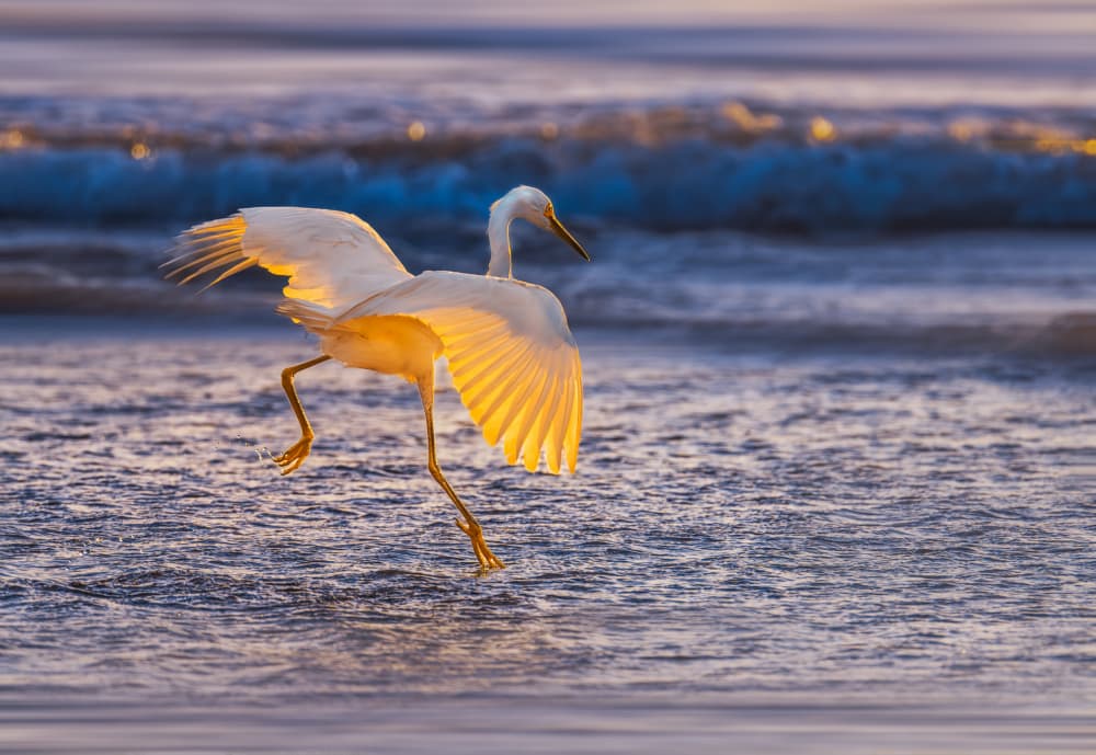 Golden Hour Egret Wading by Allen SDCA — canvas wall art