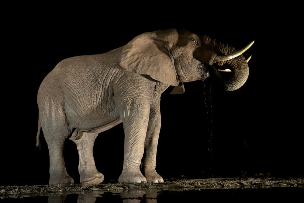 Nocturnal Elephant Drink by Massimo Felici — canvas wall art