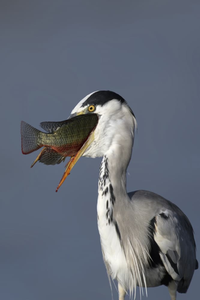 Grey Heron Fishing by Mallal Moshe — canvas wall art