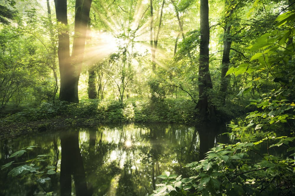 Green Park by Stefan Hefele — canvas wall art