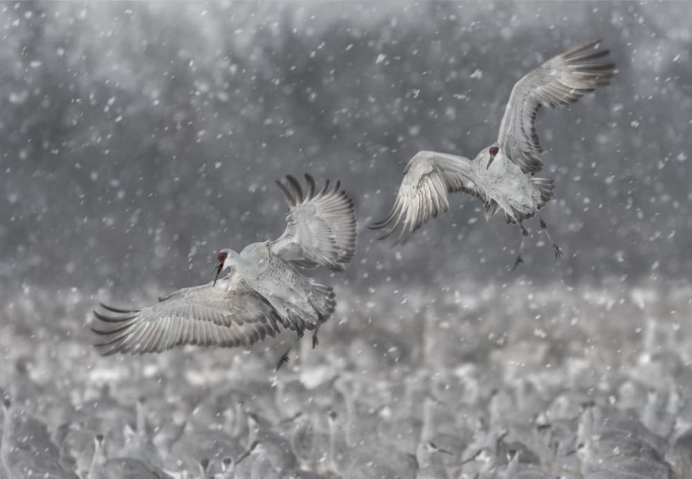 Cranes in Winter Flight by Kevin Wang — canvas wall art