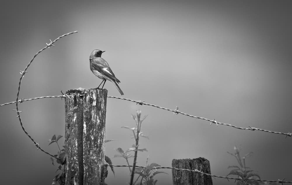 Rural Bird Solitude by Jean-Luc BESSON — canvas wall art