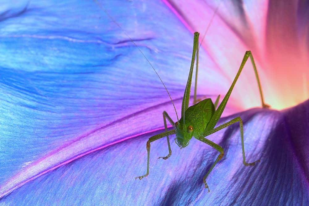 Katydid on Dreamy Bloom by Jimmy Hoffman — canvas wall art