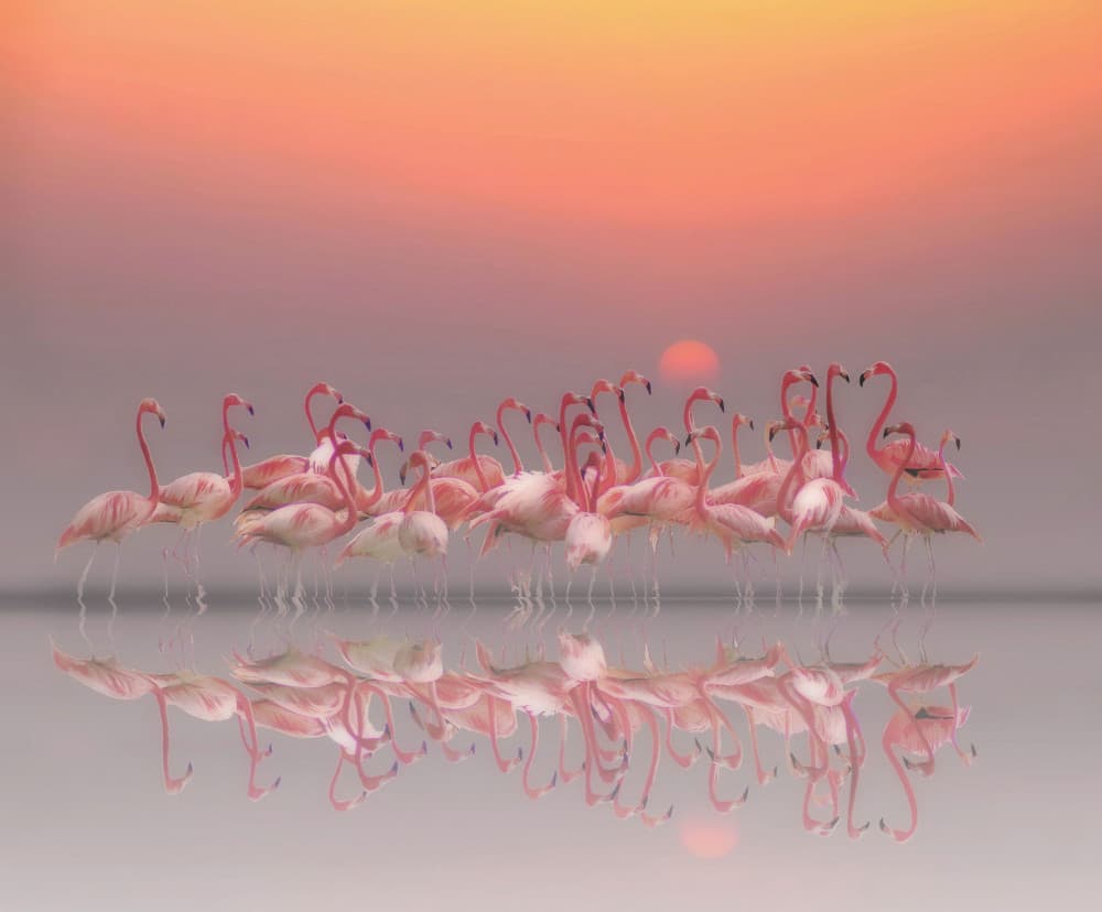 Pink Flamingos Sunset by Anna Cseresnjes — canvas wall art