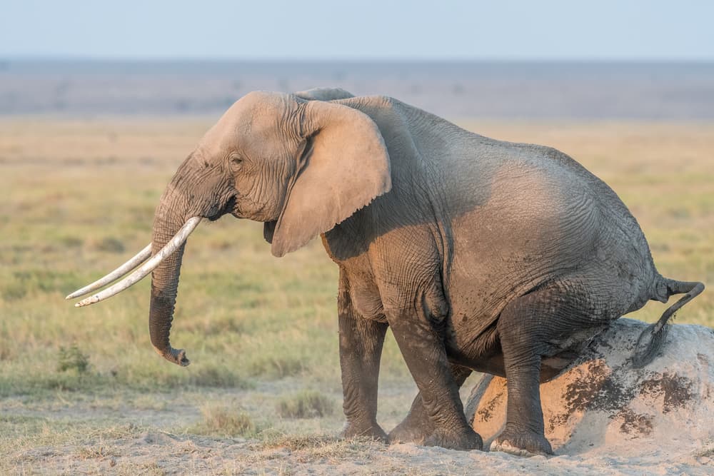 Wild Elephant Back Scratch by Jeffrey C. Sink — canvas wall art